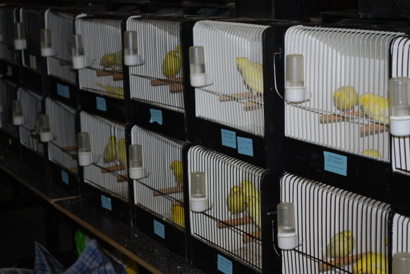 Bourse d'oiseaux à Leefdaal ce 30 janvier (janvier 2011) L410