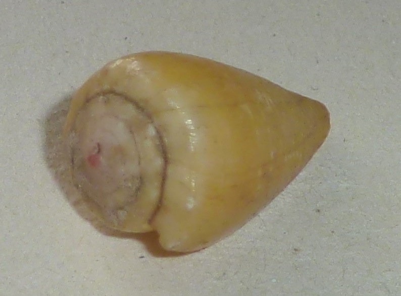 Conus (Floraconus) balteatus olgiatii (Bozzetti, 2007) voir Conus (Floraconus) balteatus 1127_s10