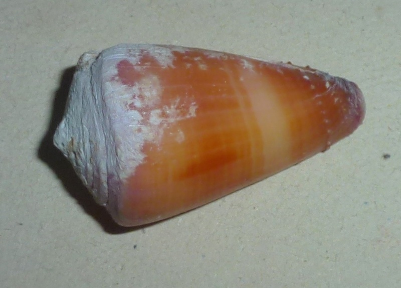 Conus (Strategoconus) circumactus   Iredale, 1929 1150_d10