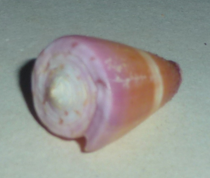 Conus (Strategoconus) circumactus   Iredale, 1929 1150b_11