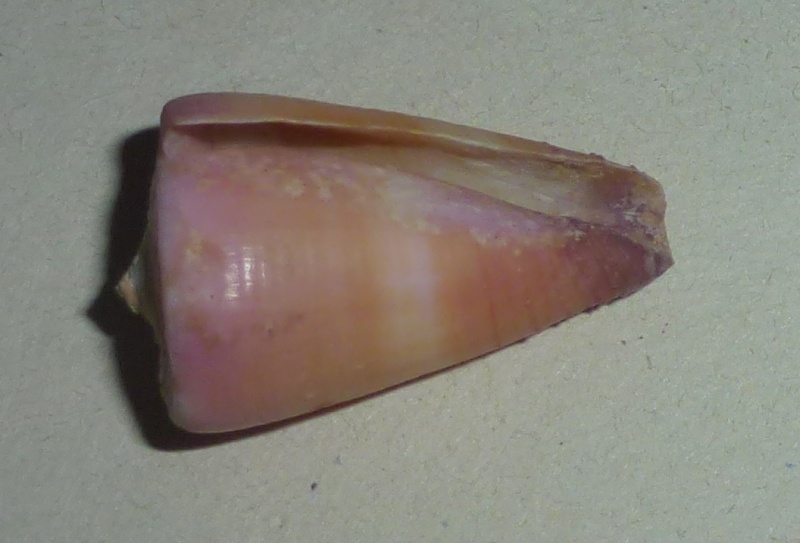 Conus (Strategoconus) circumactus   Iredale, 1929 1150b_12