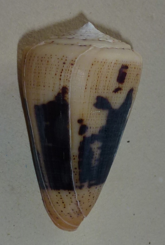 Conus (Strategoconus) augur [Lightfoot], 1786 1280_a10