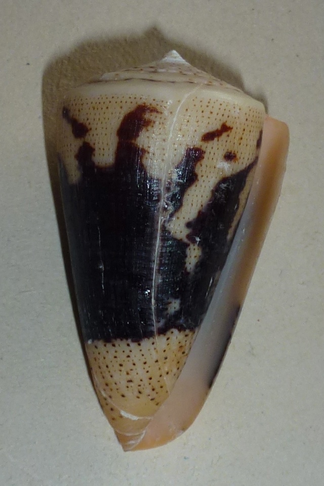 Conus (Strategoconus) augur [Lightfoot], 1786 1280_a11