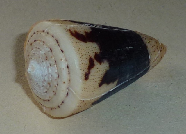 Conus (Strategoconus) augur [Lightfoot], 1786 1280_a12