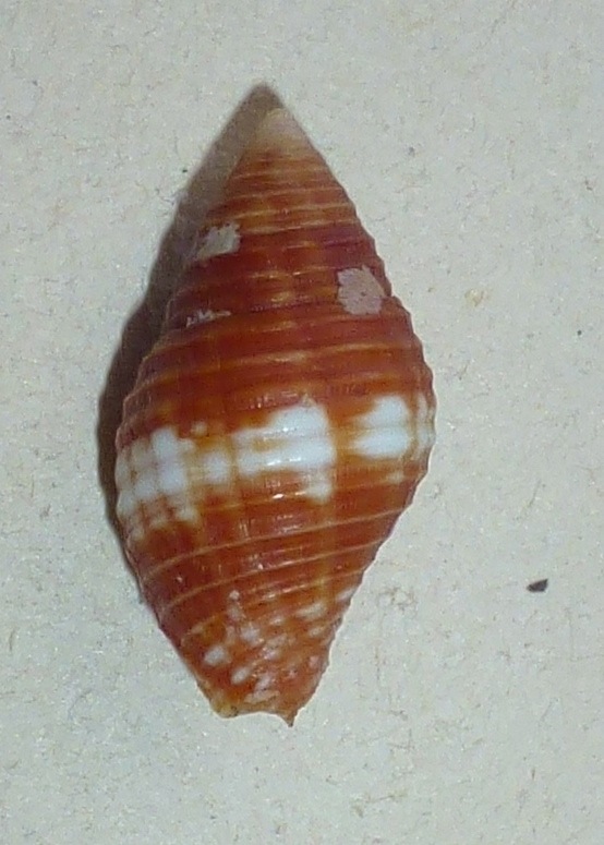 Pseudonebularia cucumerina (Lamarck, 1811) Mitrid36