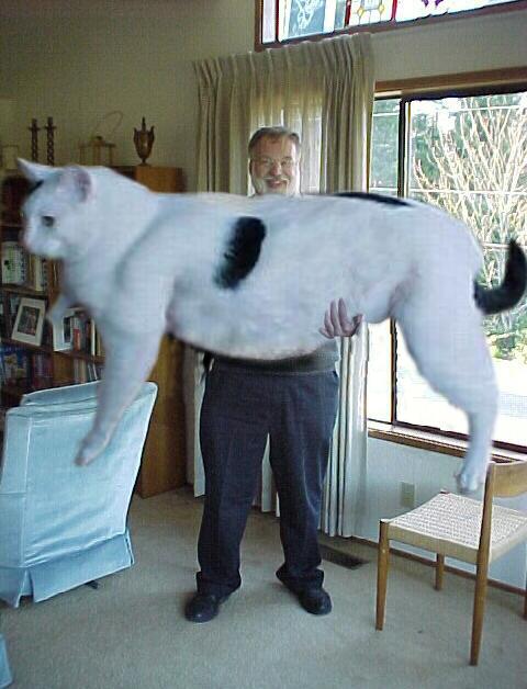 the world biggest cat ..... Giantc10