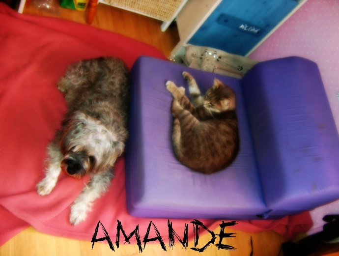 Des petite nouvelles d'Amande  2013-010
