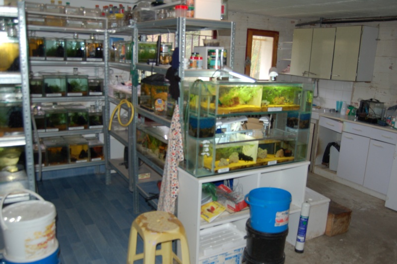 ma fishroom Dsc_2211