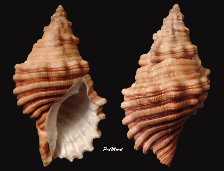Cymatiidae Cabestana spengleri (Perry, 1811) Cabest10