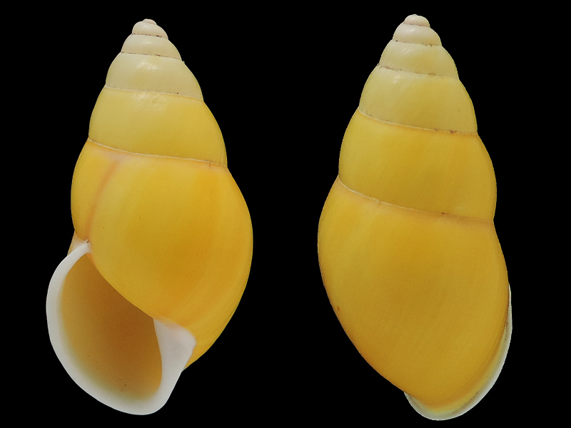 Amphidromus inconstans gracilis  (Von Martens, 1899) Camaen10