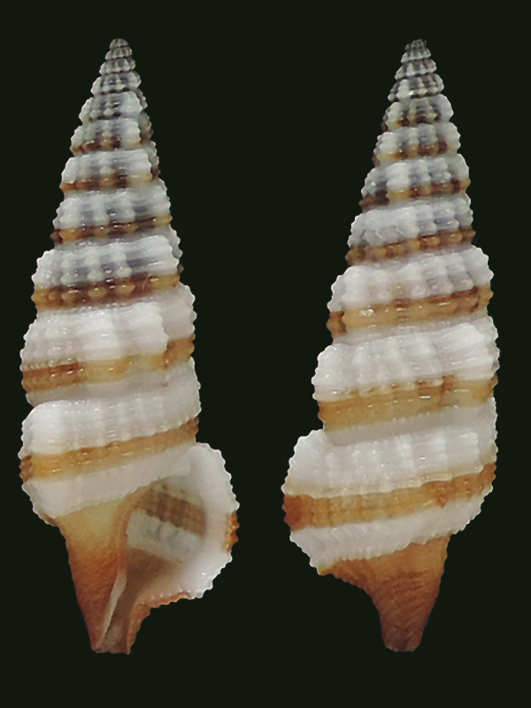 Cerithium balteatum Philippi, 1848 Cerith12