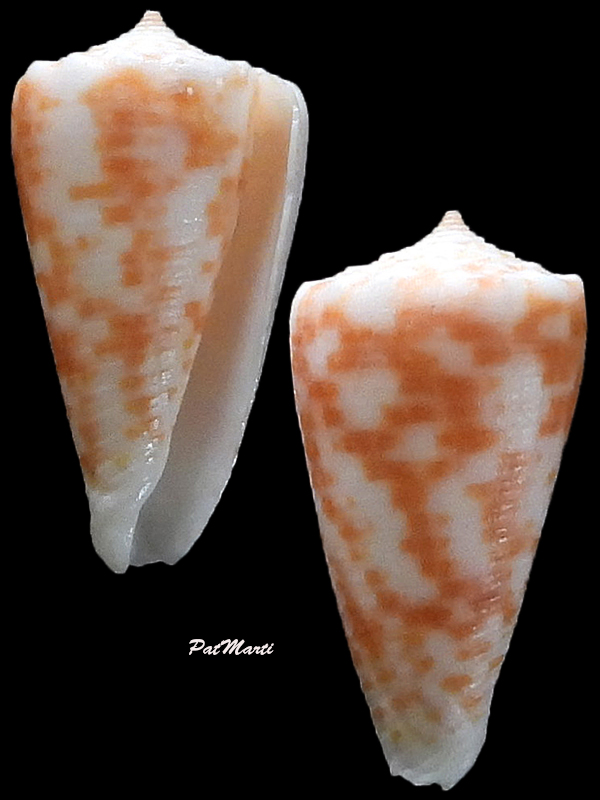Conus (Phasmoconus) alexandrei  Limpalaër & Monnier, 2012 Conid132