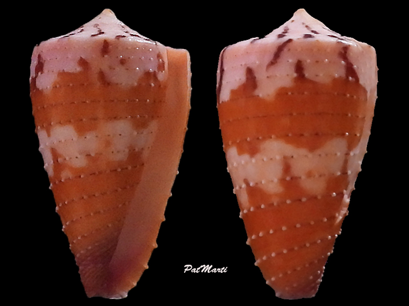 Conus deperditus - Conus (Strategoconus) circumactus   Iredale, 1929 - Page 3 Conid134