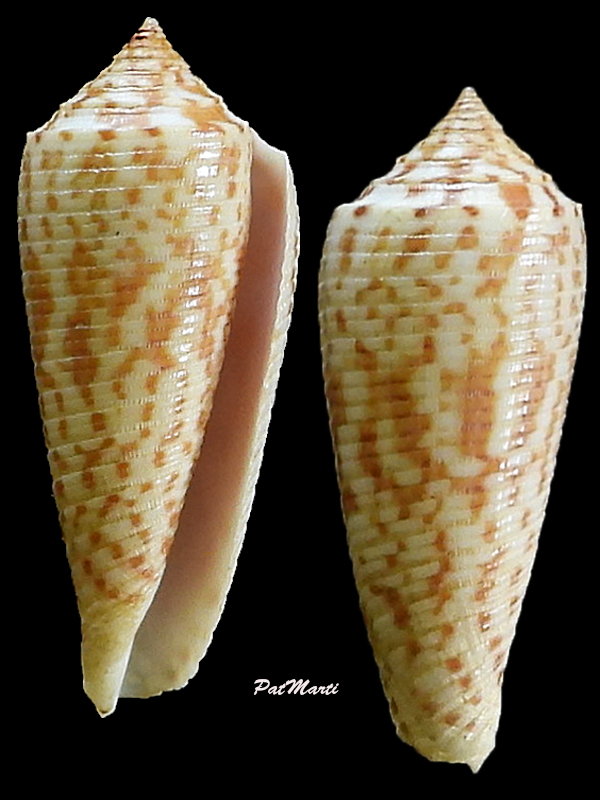 Conus (Phasmoconus) laterculatus   GB. Sowerby II, 1870 - Page 2 Conid137