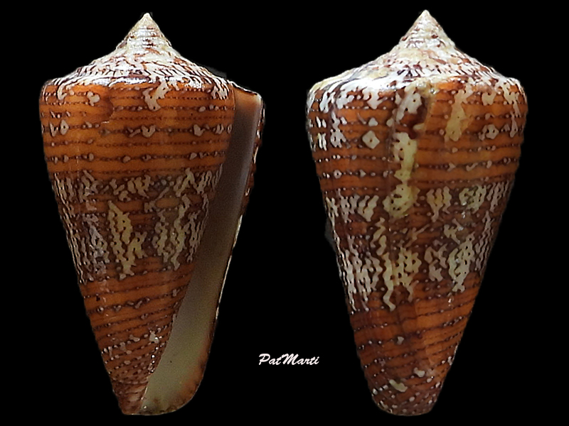 Conus deperditus - Conus (Stephanoconus) cedonulli   Linnaeus, 1767 - Page 3 Conid142
