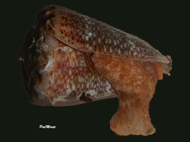 Conus (Virroconus) encaustus Kiener, 1845 Conida18