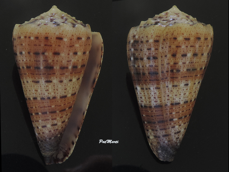 Conus (Stephanoconus) pseudimperialis  Moolenbeek Zandbergen Bouchet, 2008 - Page 2 Conida23