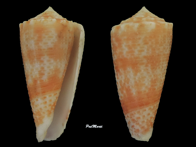Conus (Phasmoconus) marielae  Rehder & Wilson, 1975 Conida26