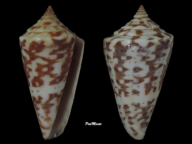 Conus (Dauciconus) regularis G.B Sowerby I, 1833 Conida27