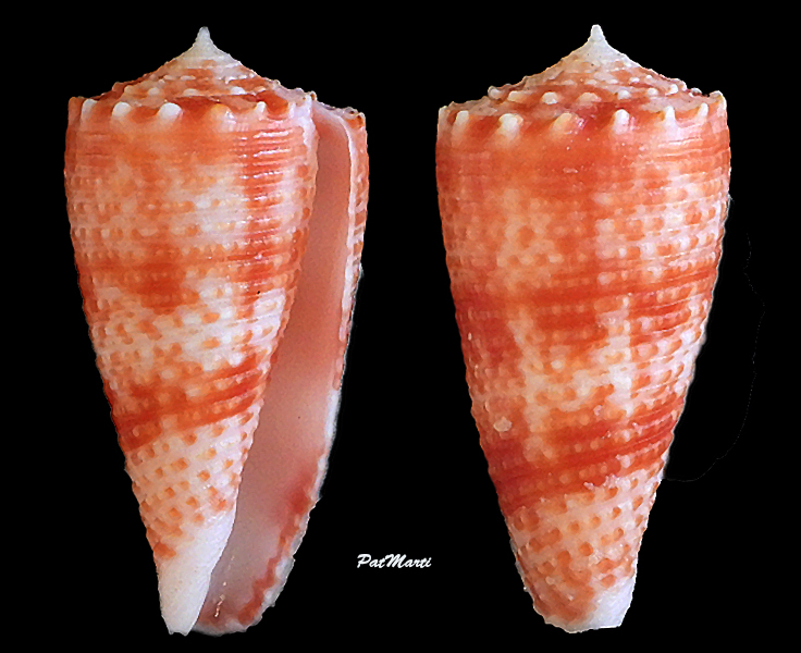 Conus (Phasmoconus) marielae  Rehder & Wilson, 1975 - Page 2 Conida66