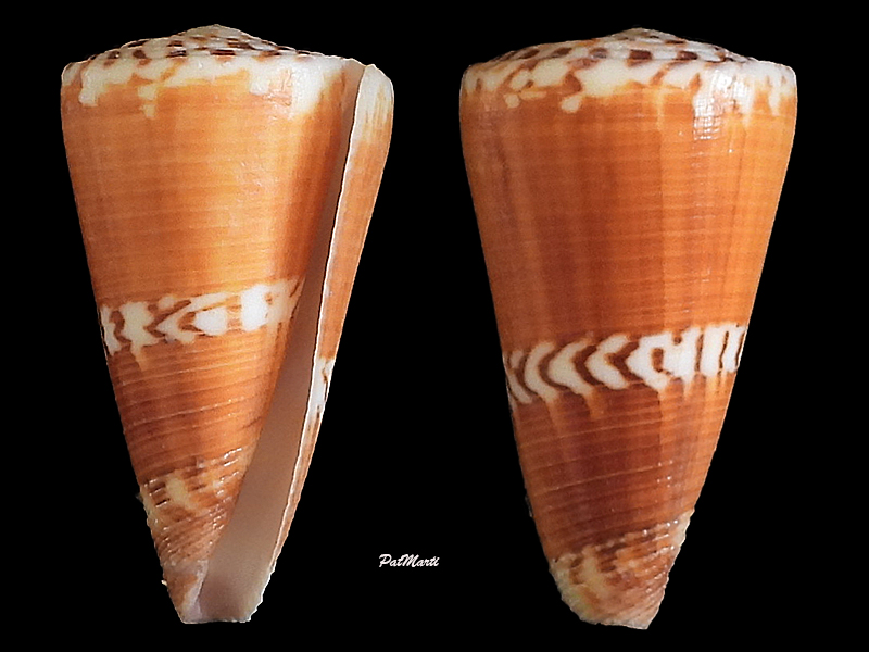 Conus (Strategoconus) planorbis   Born, 1778  Conida75