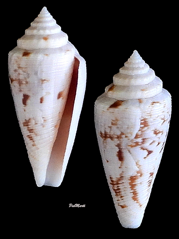 Conus (Austroconus) clarus   EA Smith, 1881 Conida77