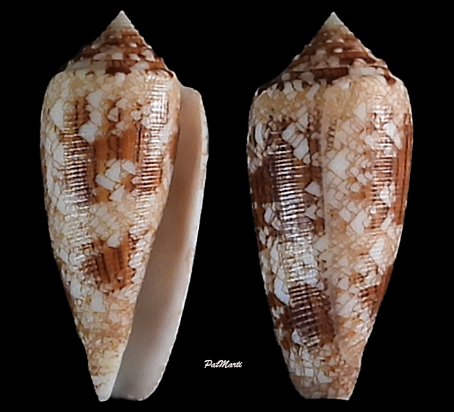 Conus (Cylinder) tagaroae - (Limpalaër & Monnier, 2013) - Page 2 Conida81