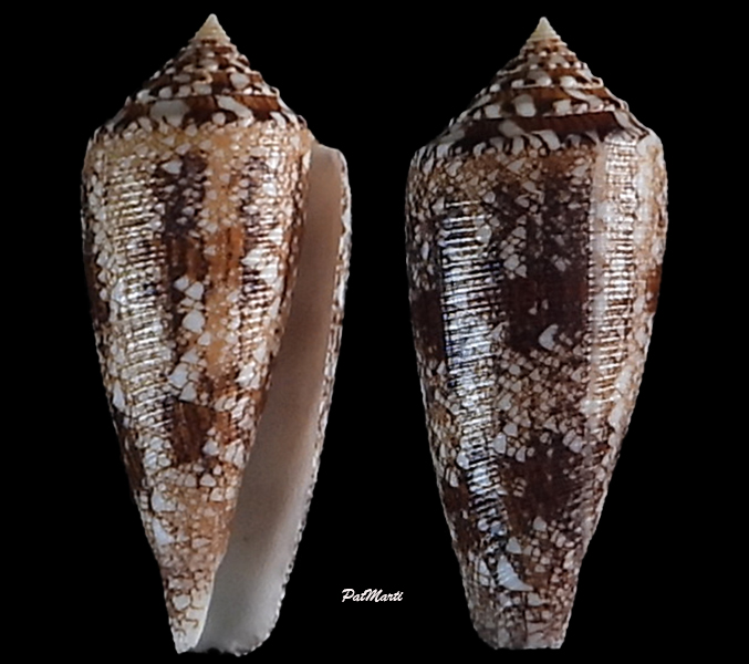 Conus (Cylinder) tagaroae - (Limpalaër & Monnier, 2013) - Page 2 Conida82
