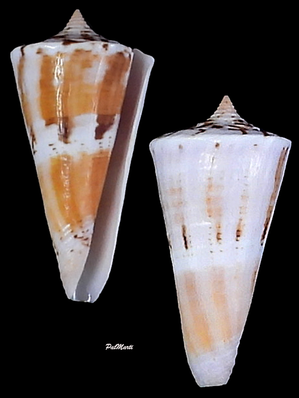 Conus (Splinoconus) voluminalis Reeve, 1843 - Page 2 Conida85
