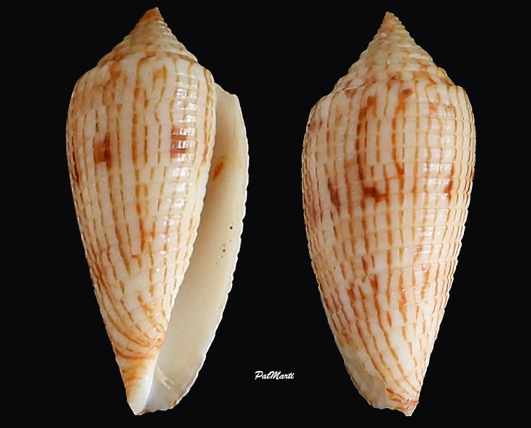Conus (Phasmoconus) gabryae (Röckel & Korn, 1992) Conida88
