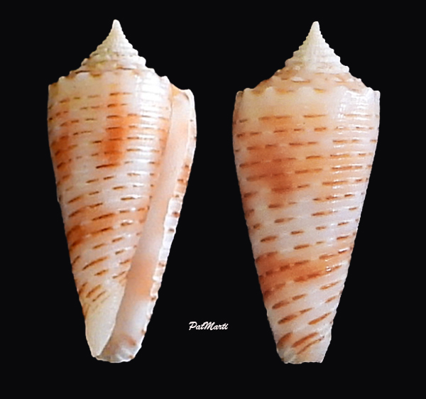 Conus (Phasmoconus) goudeyi   Monnier & Limpalaër, 2012 - Page 2 Conida89