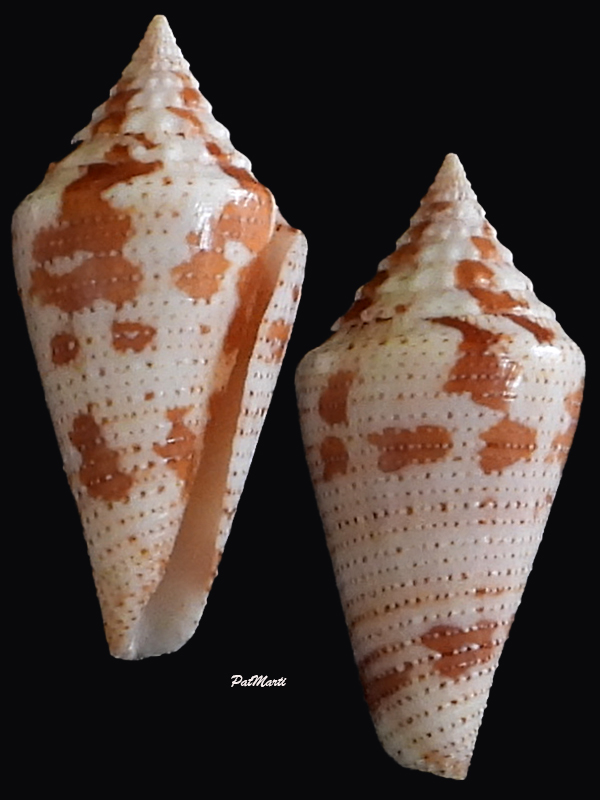 Conus (Stephanoconus) granarius   Kiener, 1847 Conida91