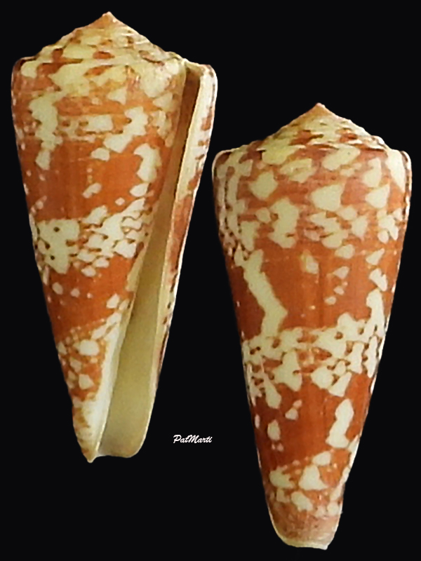 Conus (Calibanus) thomae  Gmelin, 1791 voir Conus (Darioconus) thomae Gmelin, 1791.  Conida93