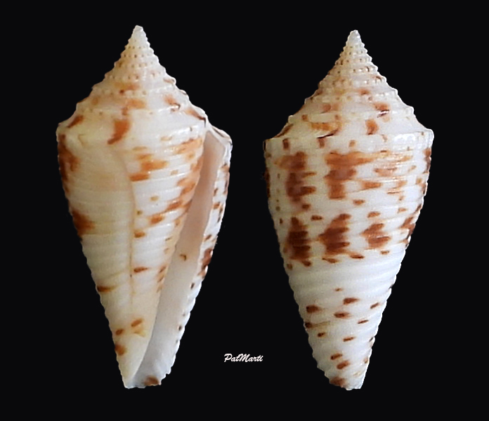 Conasprella eugrammata f. gattegnoi (Bartsch & Redher, 1943)  Conida97