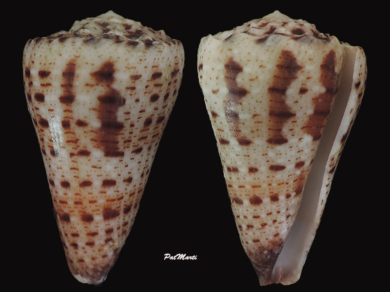 Conus (Stephanoconus) pseudimperialis  Moolenbeek Zandbergen Bouchet, 2008 - Page 2 Conus-21