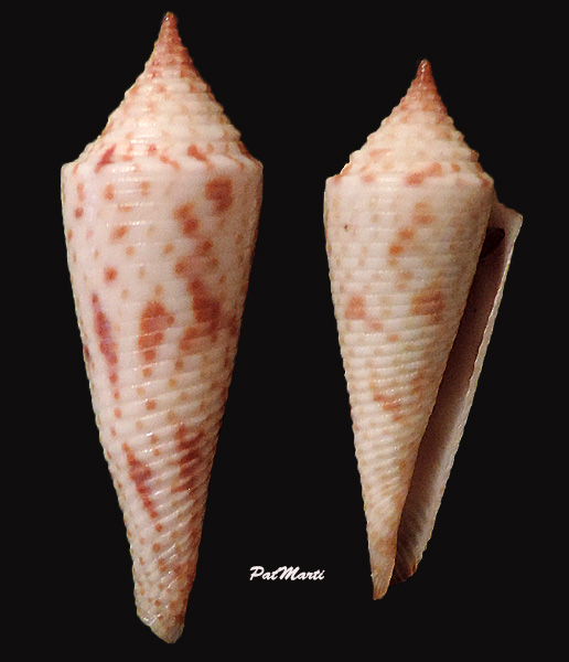 Conasprella (Fusiconus) longurionis (Kiener, 1845) Conus-25