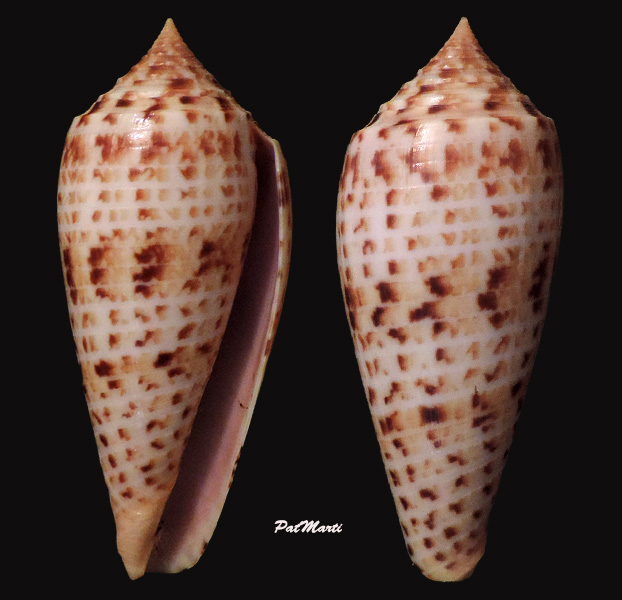 Conus (Phasmoconus) pretiosus  G. Nevill & H. Nevill, 1874 - Page 2 Conus-30