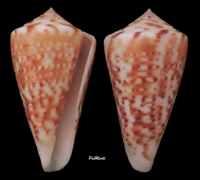 Conus (Lamniconus) lemniscatus    Reeve, 1849 Conus-43