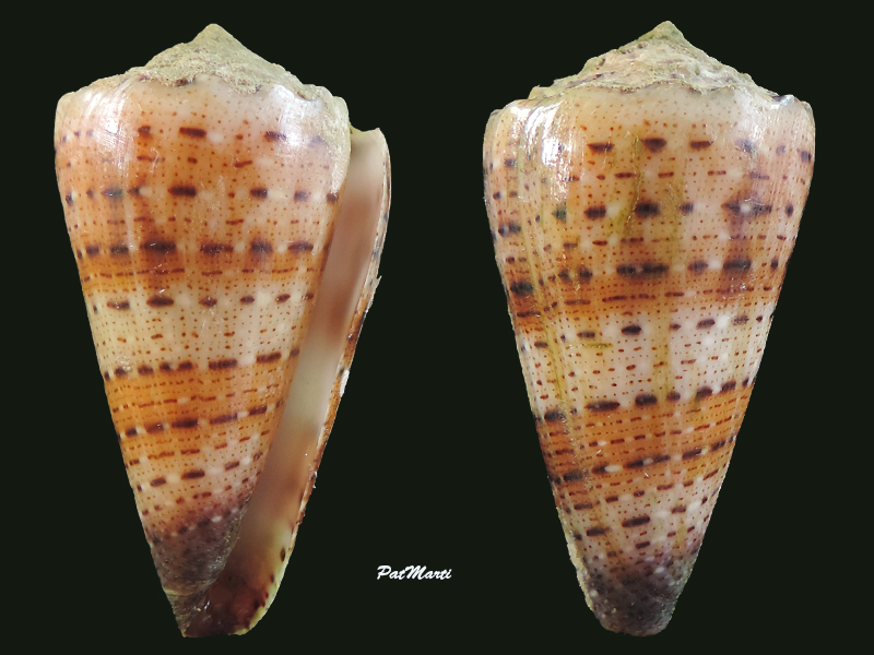 Conus (Stephanoconus) pseudimperialis  Moolenbeek Zandbergen Bouchet, 2008 - Page 2 Conus_15