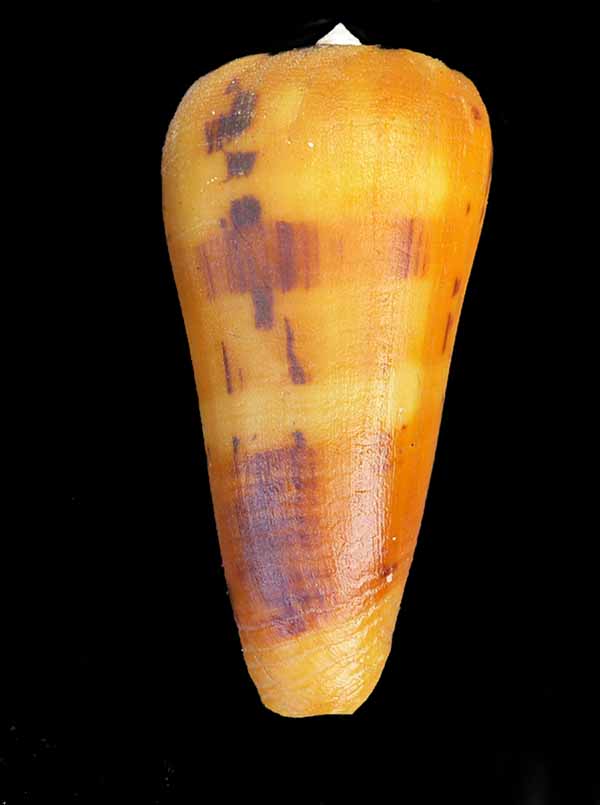 Pionoconus mascarenensis (Monnier & Limpalaër, 2019) Conus_20