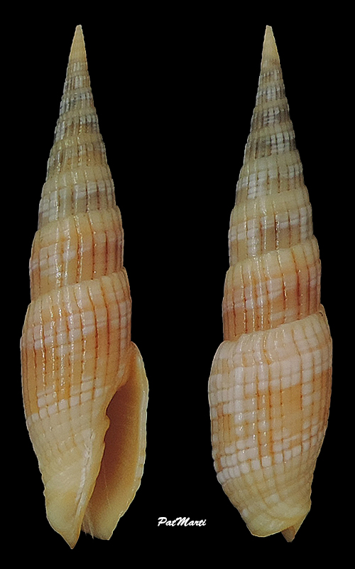 Vexillum costatum (Gmelin, 1791) Costel14