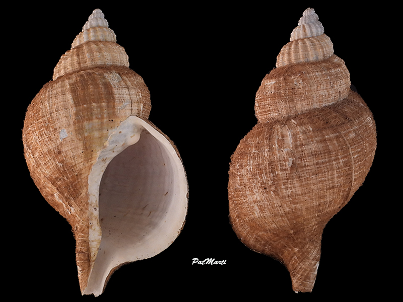 Cymatiidae Fusitriton magellanicus (Röding, 1798) Cymati23