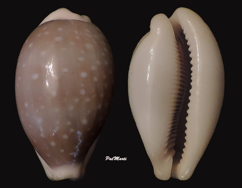 Lyncina camelopardalis (Perry, 1811)  Cyp-ca10