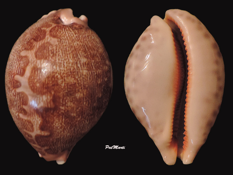 Leporicypraea mappa rewa - Steadman & Cotton, 1943 Cyp-ma11