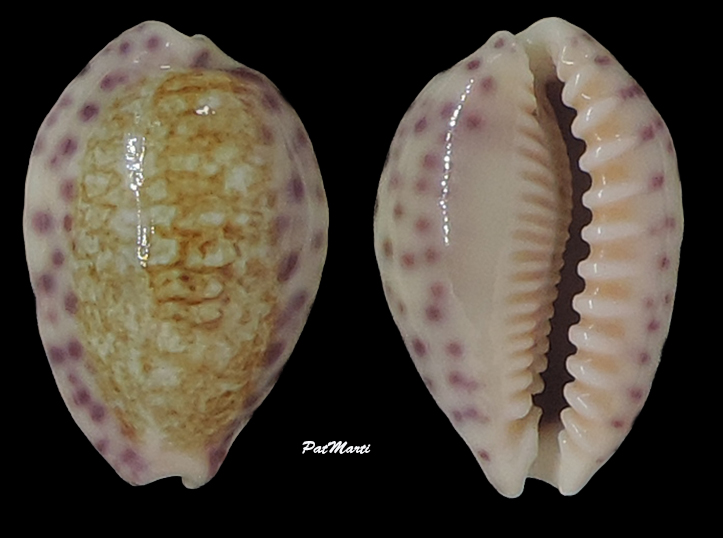 Ovatipsa chinensis variolaria (Lamarck, 1810) - Page 3 Cypra118