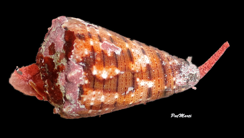 Conus (Stephanoconus) pseudimperialis  Moolenbeek Zandbergen Bouchet, 2008 - Page 2 Cypra158