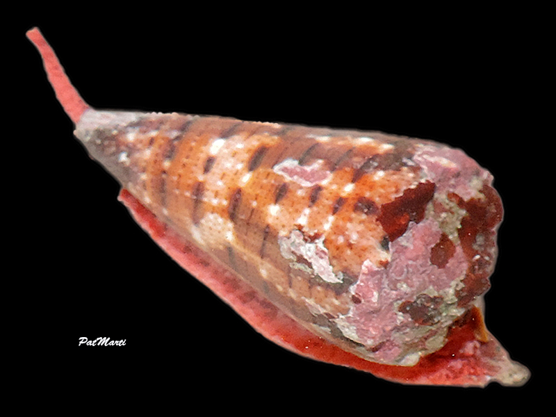 Conus (Stephanoconus) pseudimperialis  Moolenbeek Zandbergen Bouchet, 2008 - Page 3 Cypra160