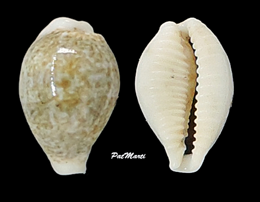 Eclogavena dayritiana (C. N. Cate, 1963) Cypra178