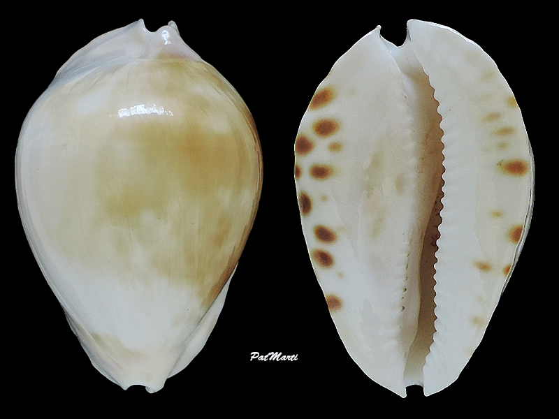Zoila marginata albanyensis nimbosa - (Raybaudi Massilia, L., 1994) Cyprae51
