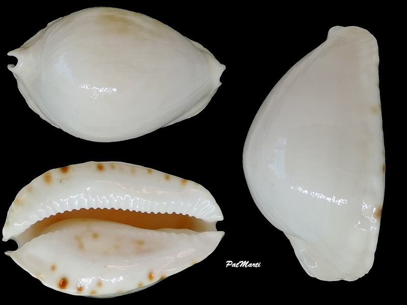 Zoila marginata albanyensis - L. Raybaudi, 1985 - Page 2 Cyprae74